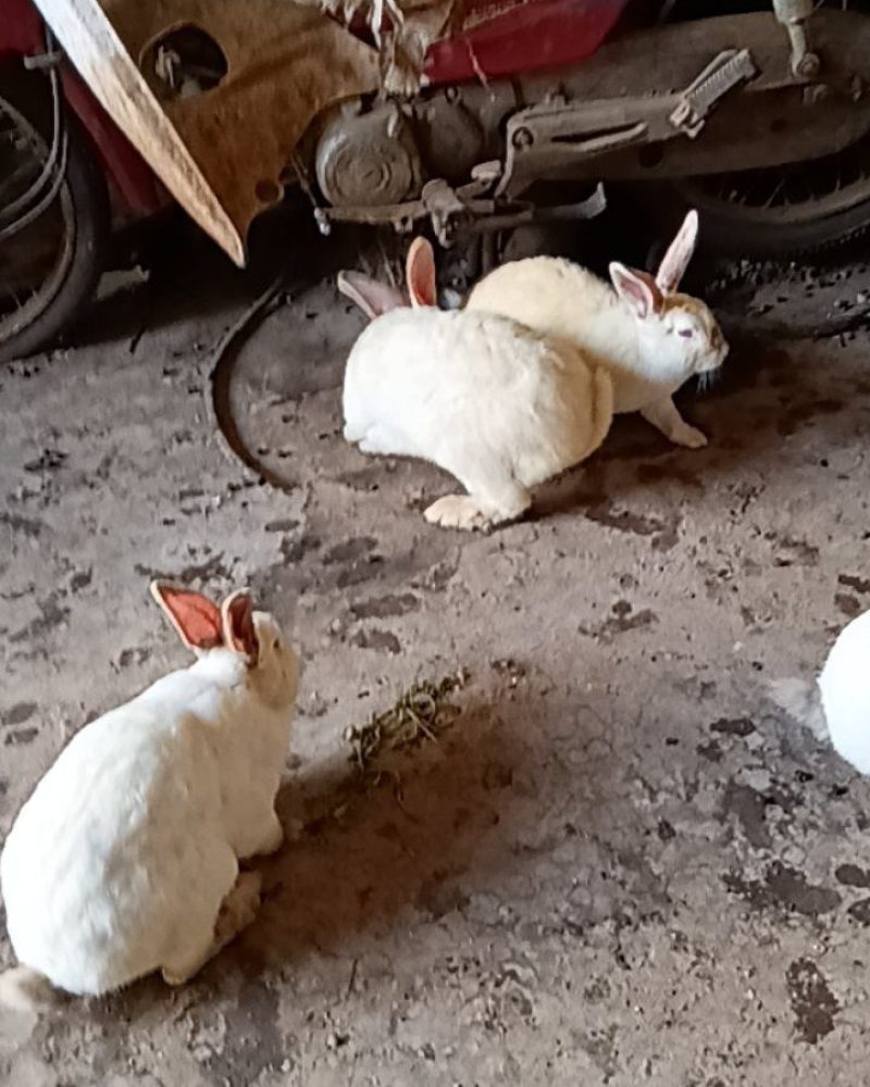 家养大兔子