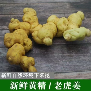 湖南大山纯野生黄精，