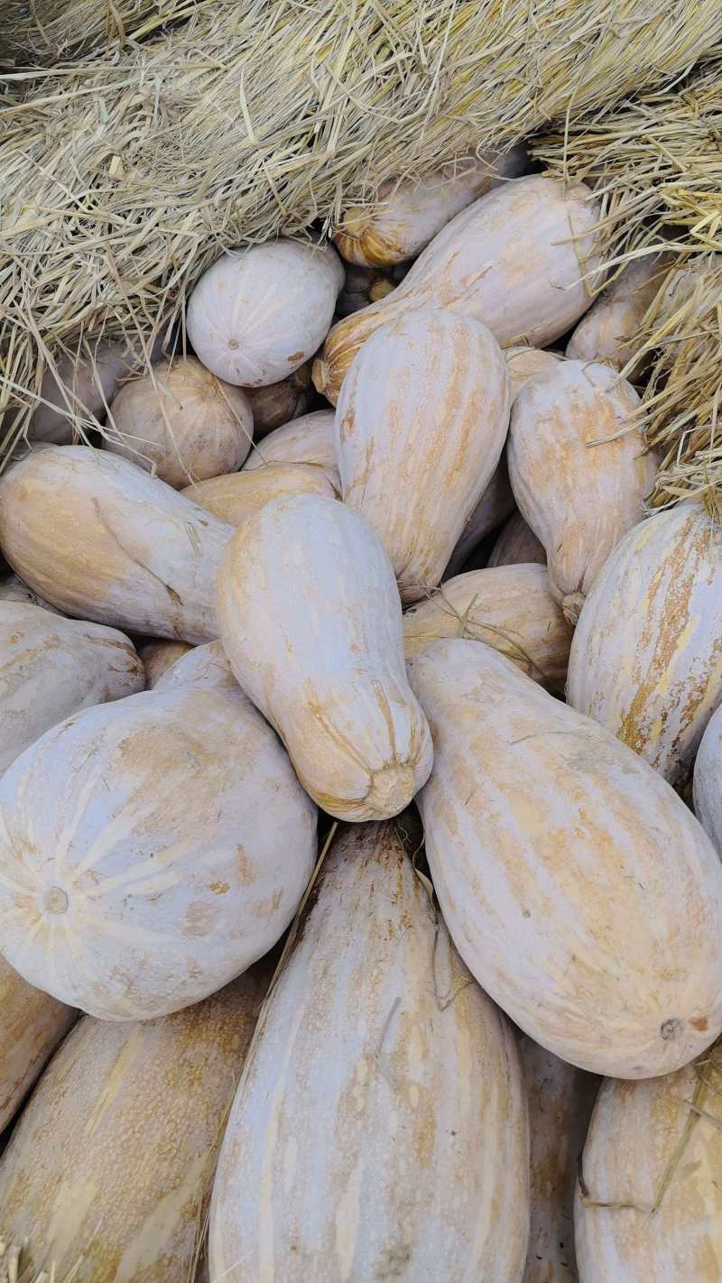 海南产地直供没有中间商！这么好的老南瓜，价格给到地板价