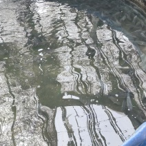 鲈鱼二次养殖苗