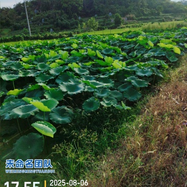 三和生态混种粉脆莲藕