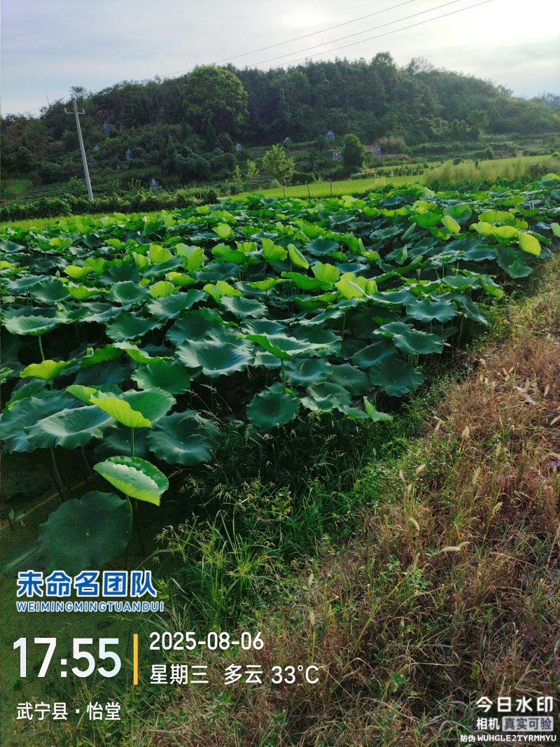 三和生态混种粉脆莲藕