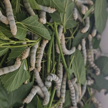 卖蚕茧