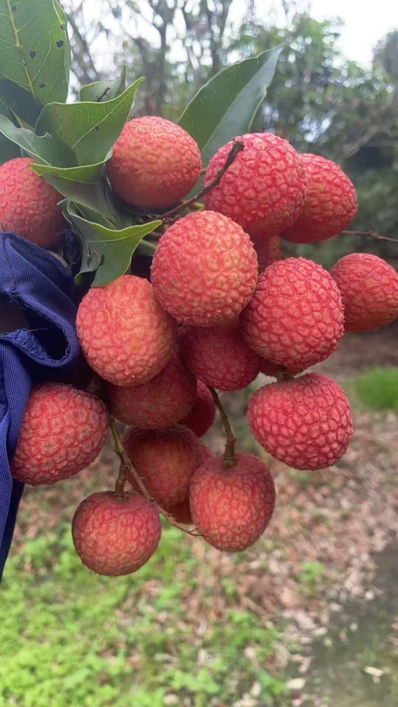 高州荔枝（白糖罂、妃子笑、桂味、糯米糍、鸡嘴荔等等品种）