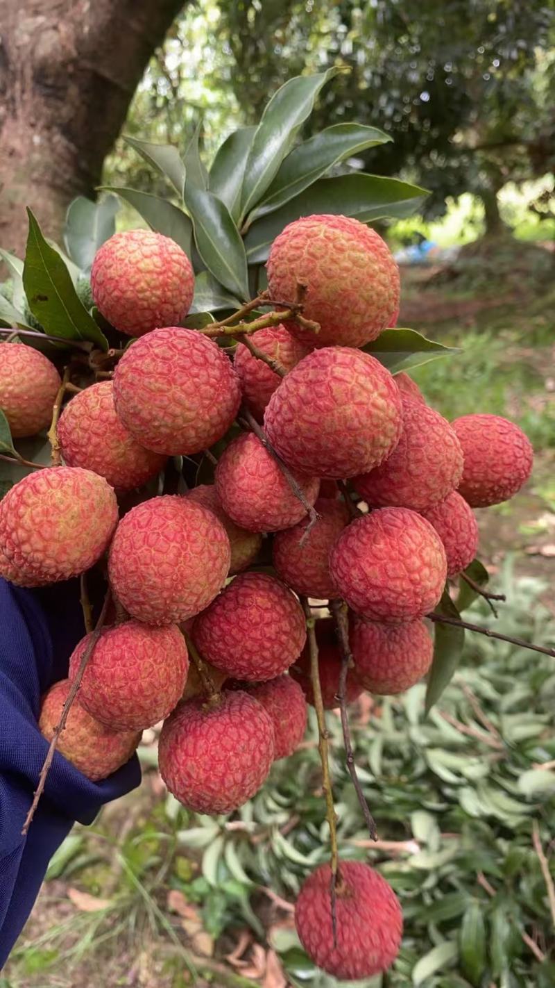 高州荔枝（白糖罂、妃子笑、桂味、糯米糍、鸡嘴荔等等品种）