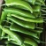 山西天镇尖椒50亩冷棚产地直发可代收整车发，量大价低。