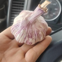 大蒜种