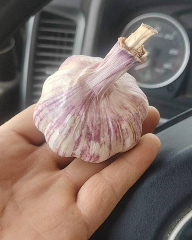 大蒜种