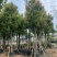 香樟骨架10-30分，基地直销，一手货源，大量低价出售