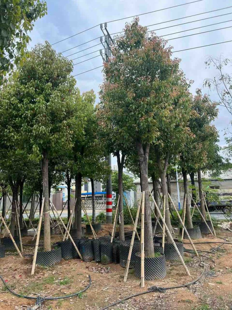 香樟骨架10-30分，基地直销，一手货源，大量低价出售