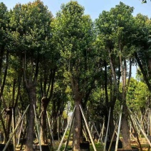 香樟骨架10-30分，基地直销，一手货源，大量低价出售