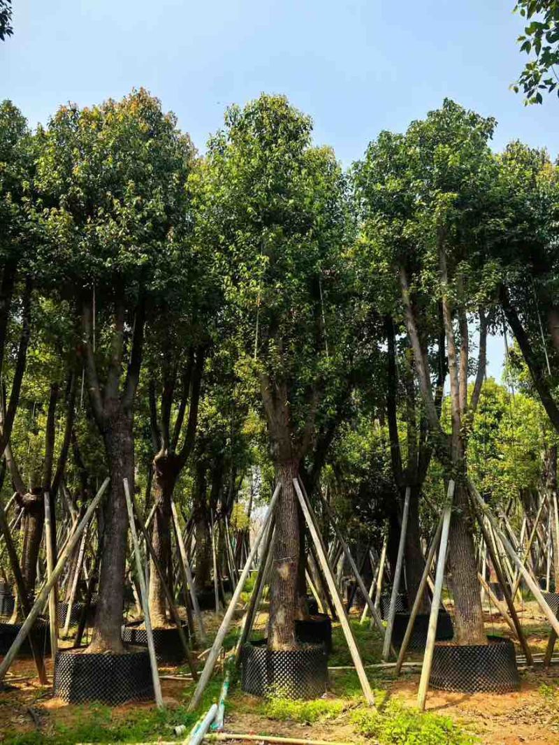香樟骨架10-30分，基地直销，一手货源，大量低价出售