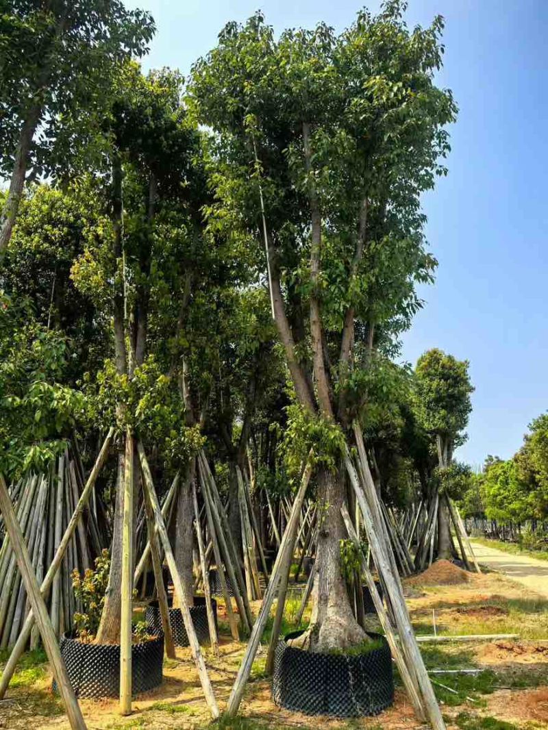 香樟骨架10-30分，基地直销，一手货源，大量低价出售