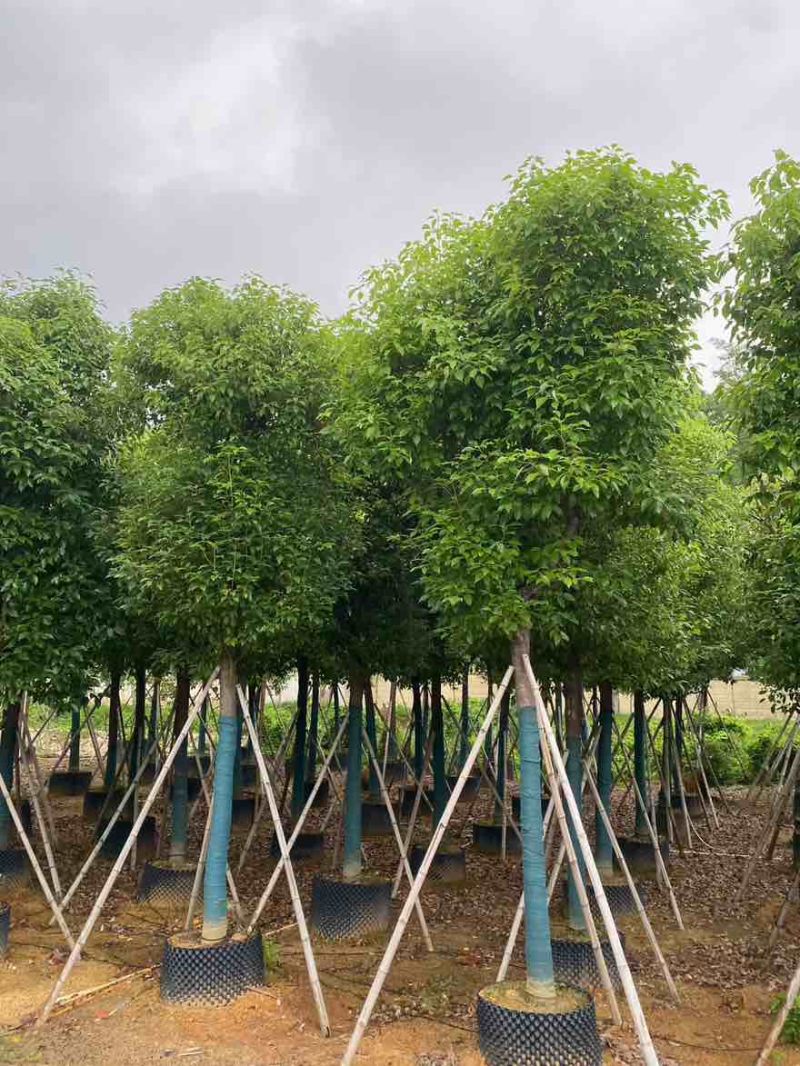 香樟骨架10-30分，基地直销，一手货源，大量低价出售