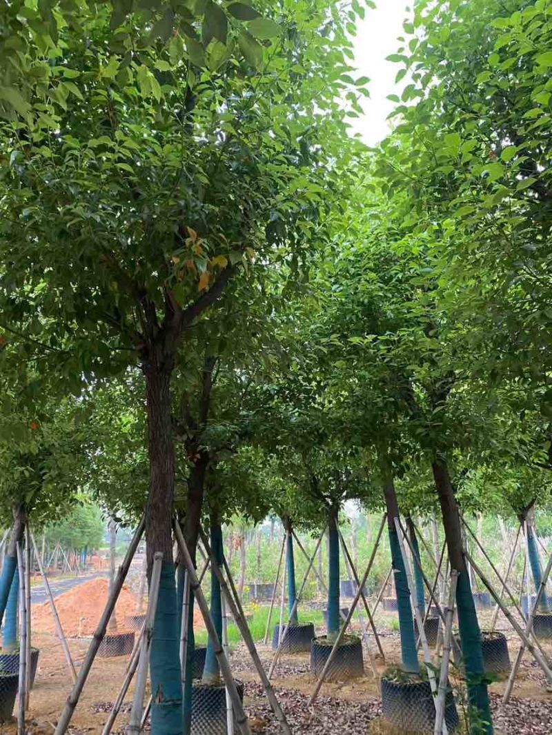 香樟骨架10-30分，基地直销，一手货源，大量低价出售