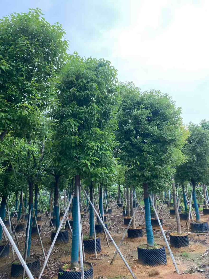 香樟骨架10-30分，基地直销，一手货源，大量低价出售