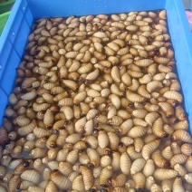 竹虫