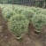 花叶女贞，，，80高，基地直销，量大价优