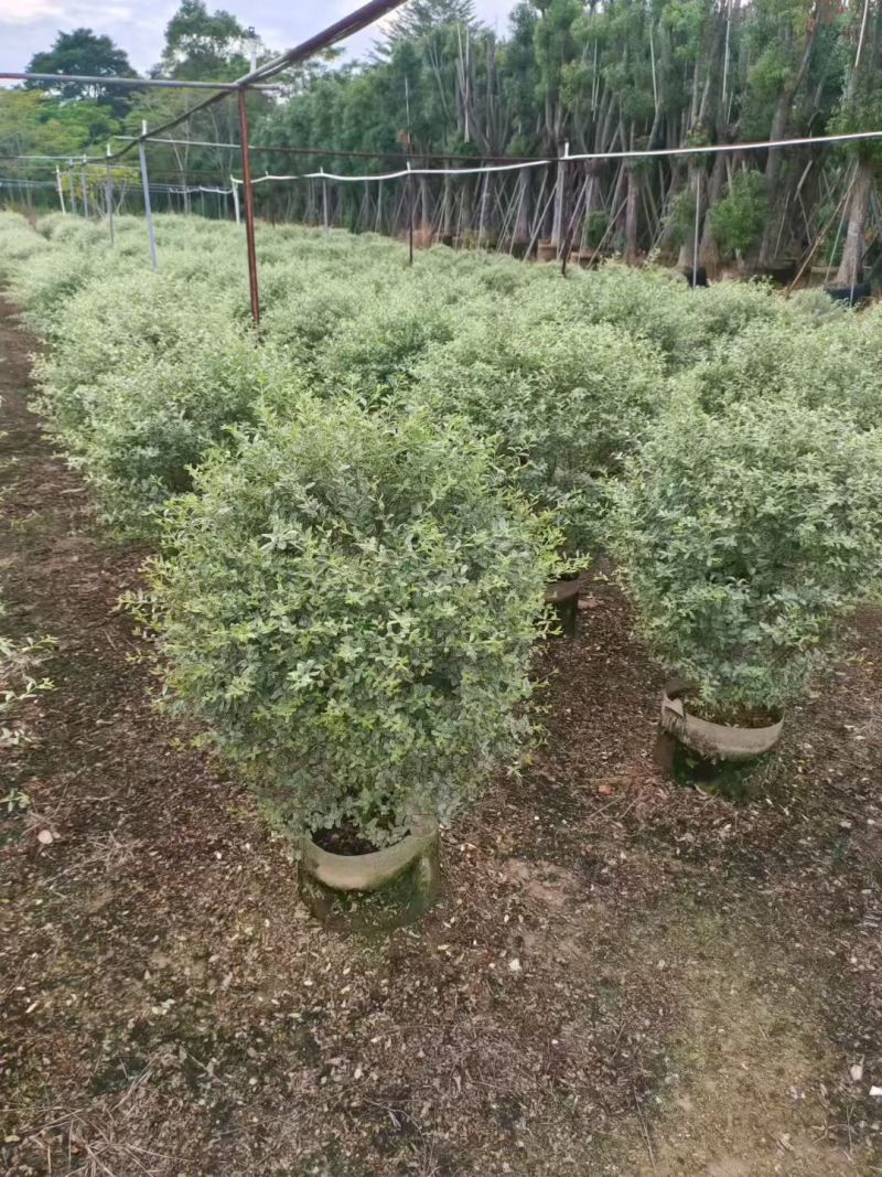 花叶女贞，，，80高，基地直销，量大价优