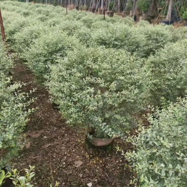花叶女贞，，，80高，基地直销，量大价优