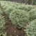 花叶女贞，，，80高，基地直销，量大价优