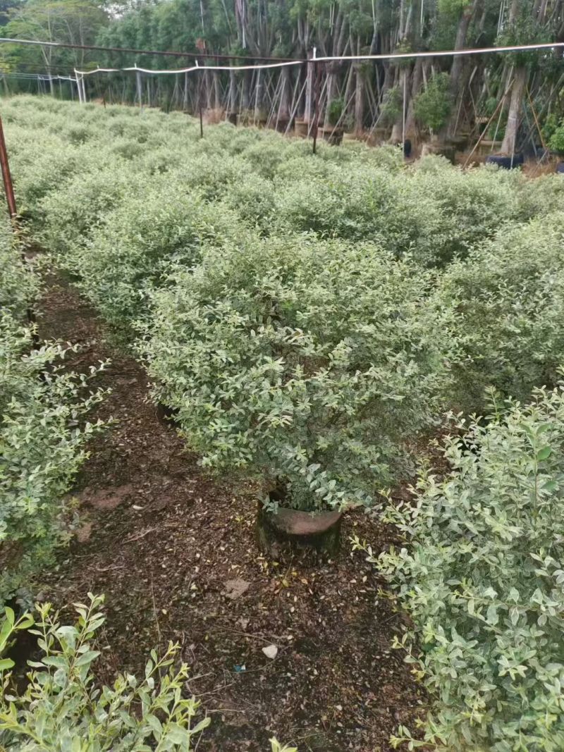 花叶女贞，，，80高，基地直销，量大价优