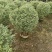 花叶女贞，，，80高，基地直销，量大价优