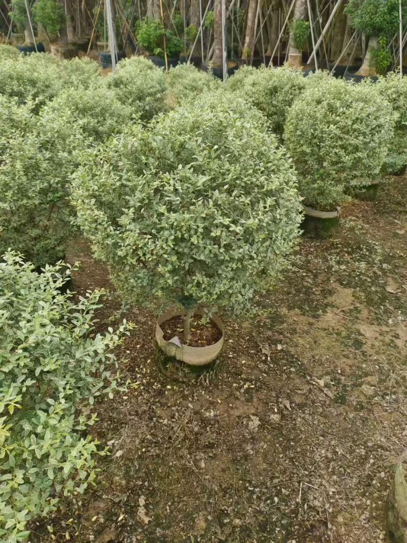 花叶女贞，，，80高，基地直销，量大价优
