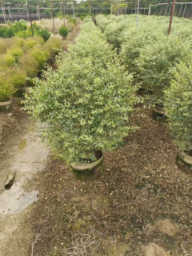 花叶女贞，，，80高，基地直销，量大价优