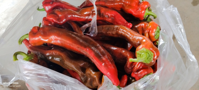 新鲜大红椒