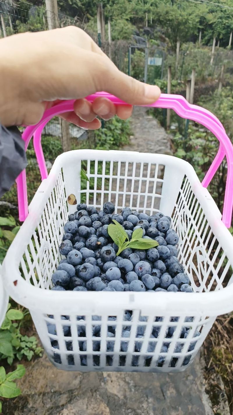 蓝莓