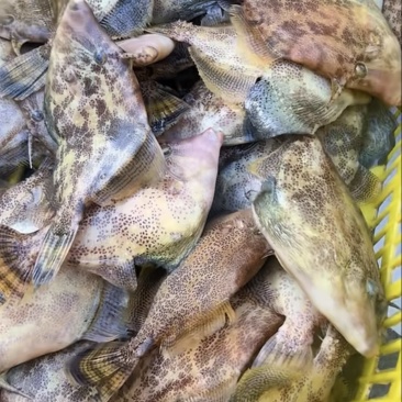 梅花剥皮每天上水大量有货