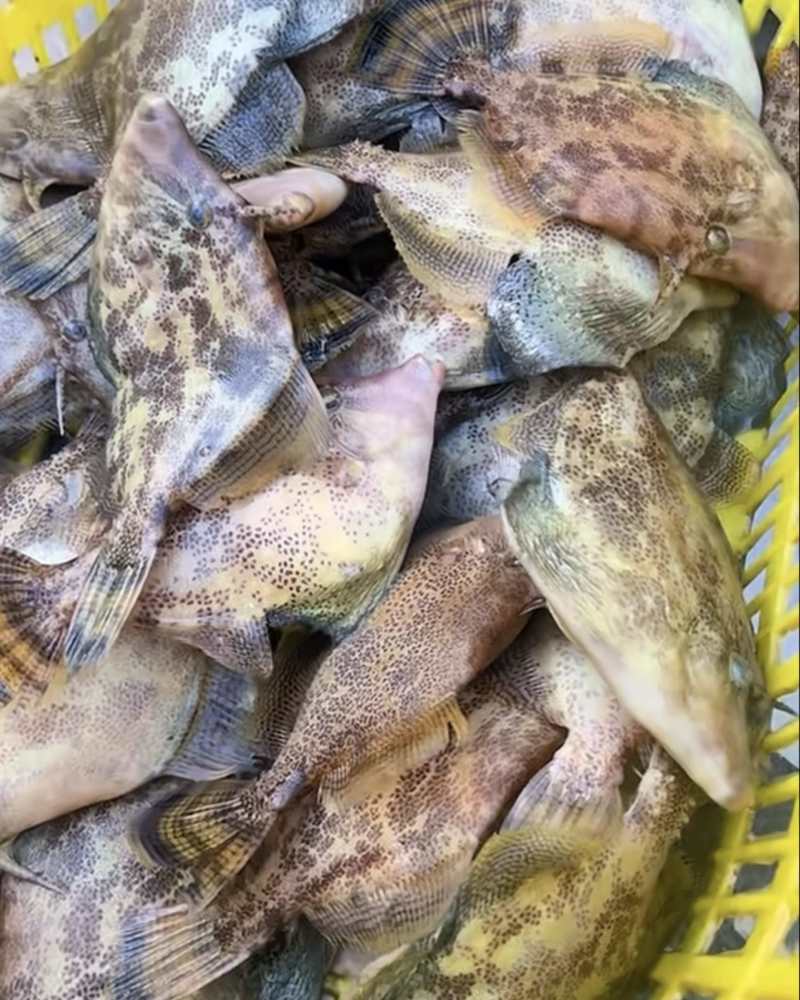 梅花剥皮每天上水大量有货