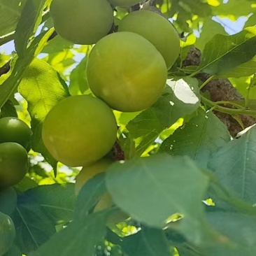 桂林三月李