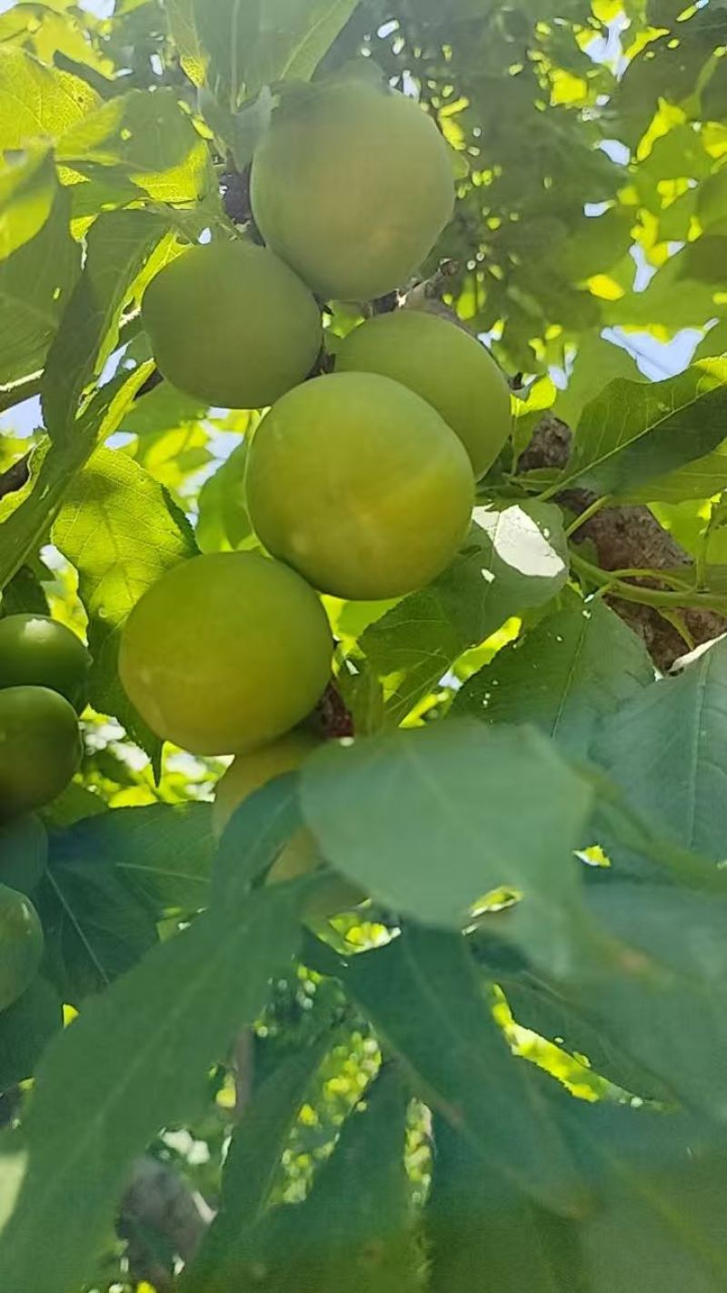 桂林三月李