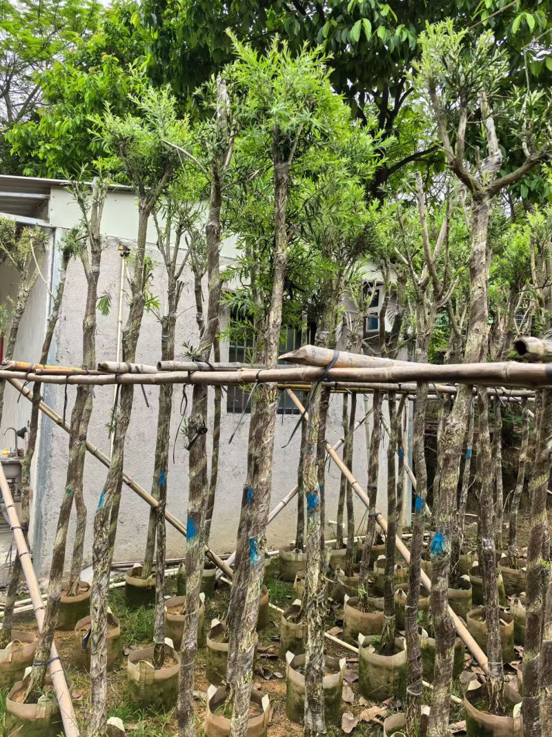 串钱柳。4-5公分？普宁苗木基地直供