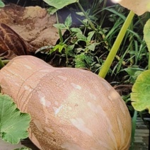 密本南瓜