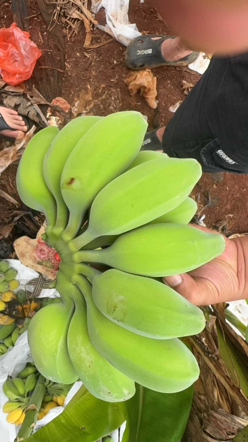 广东徐闻原产地直销苹果蕉，可9.6可一件代发，量大的来