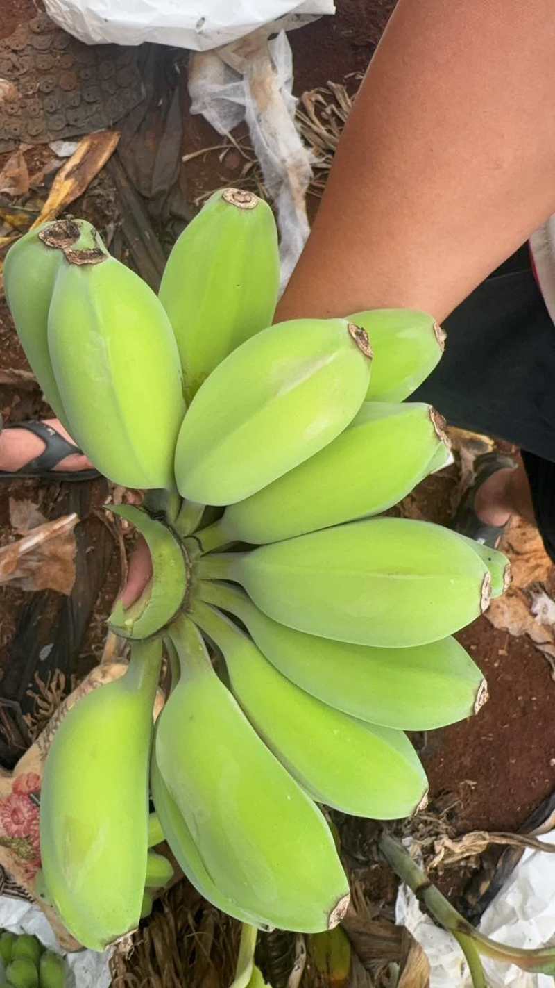 广东徐闻原产地直销苹果蕉，可9.6可一件代发，量大的来