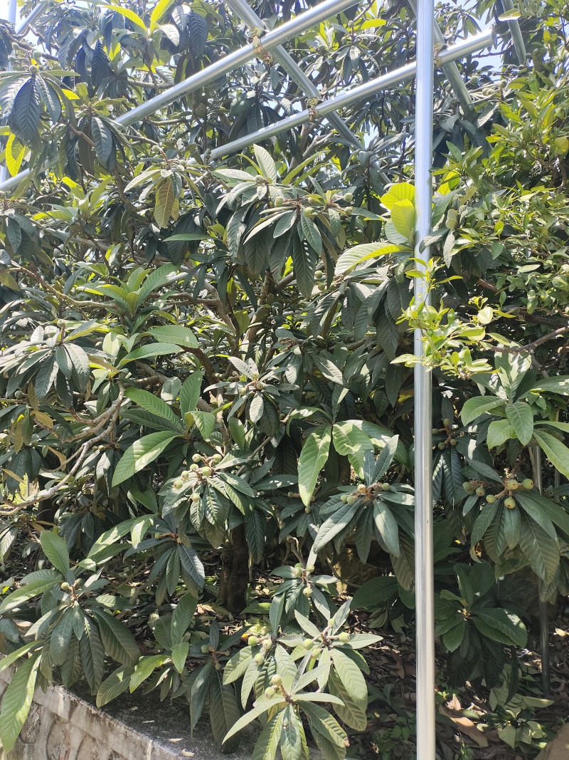 正宗东山的白玉枇杷现在开始预售价格和起定量可以谈