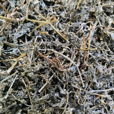 正宗野生自采藤茶
