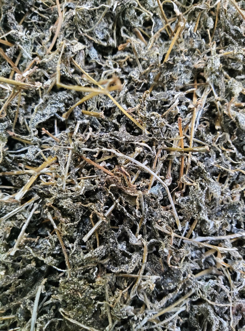 正宗野生自采藤茶