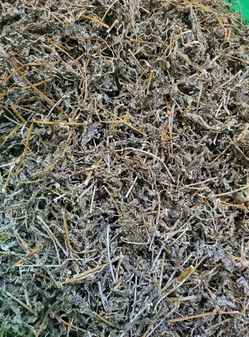 正宗野生自采藤茶