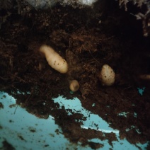 竹虫