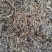 正宗野生自采蛇舌草