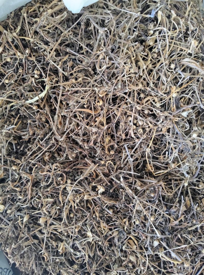 正宗野生自采蛇舌草