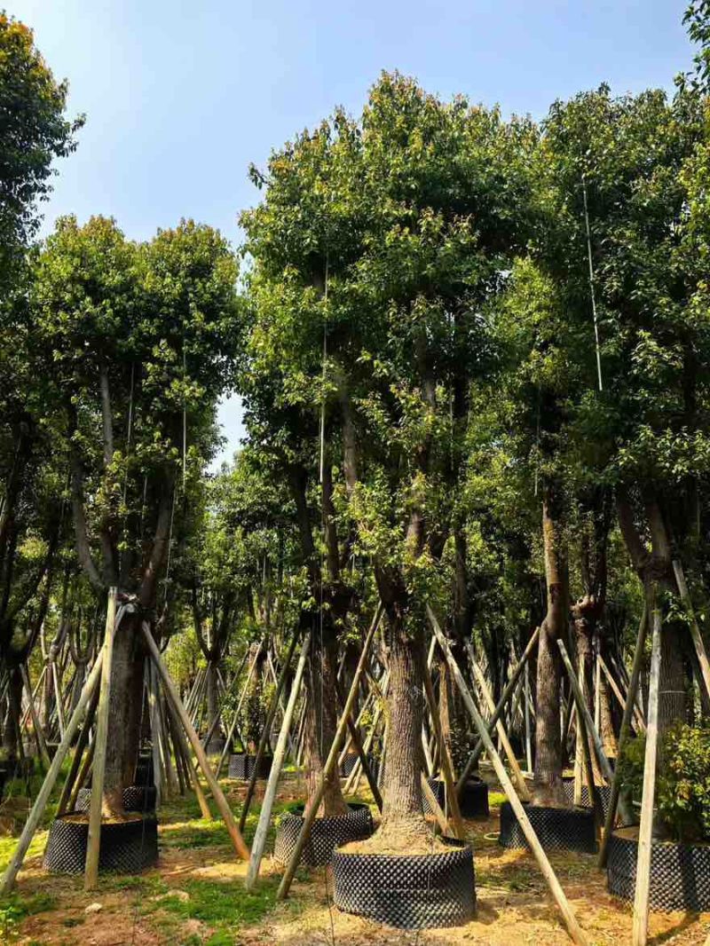 香樟骨架10-30分，基地直销，一手货源，大量低价出售
