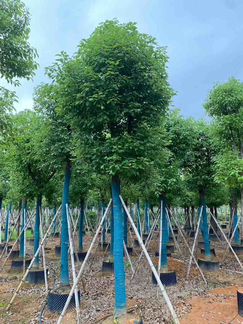 香樟骨架10-30分，基地直销，一手货源，大量低价出售