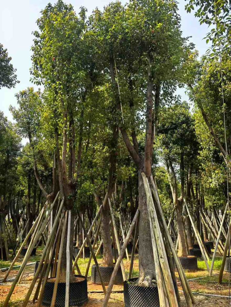 香樟骨架10-30分，基地直销，一手货源，大量低价出售