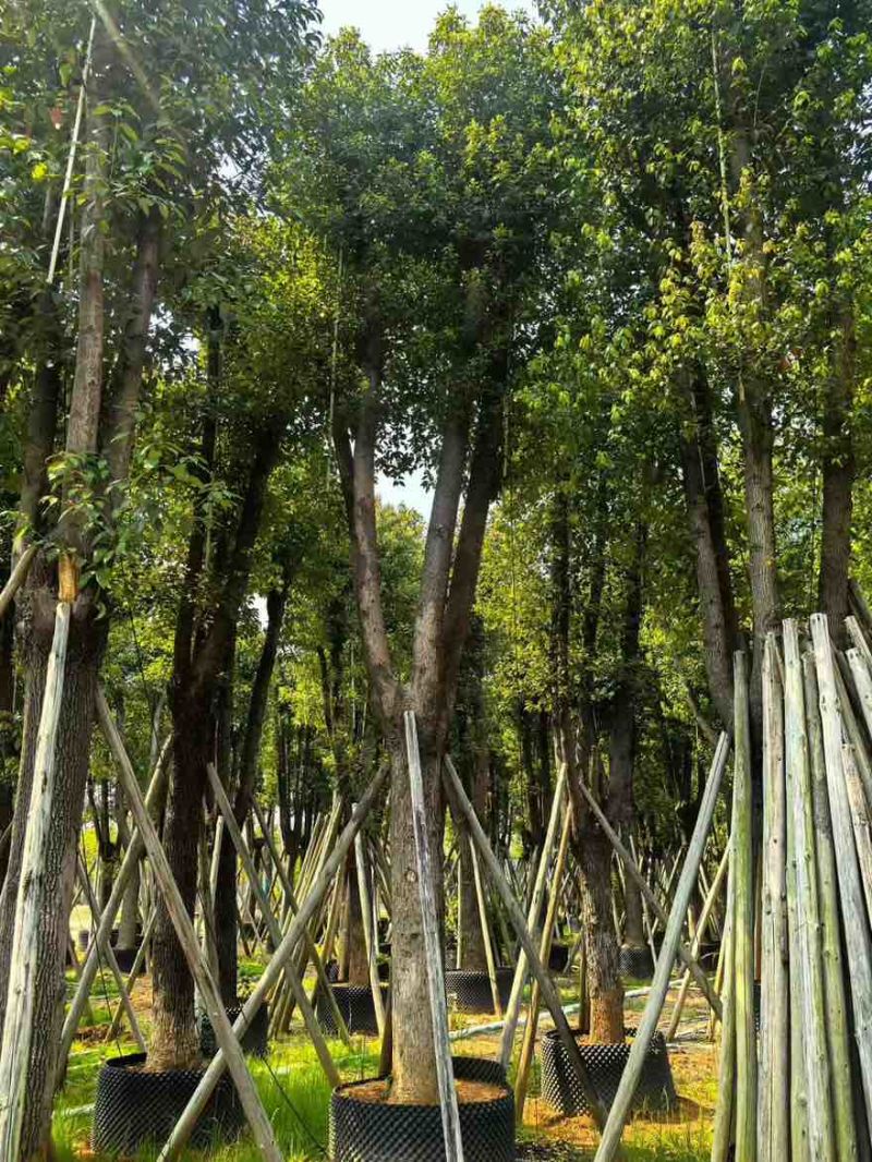香樟骨架10-30分，基地直销，一手货源，大量低价出售